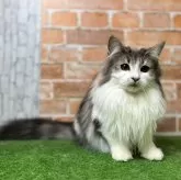 ノルウェージャンフォレストキャット【愛知県・女の子・2025年3月9日・ブルータビー&ホワイト】の写真7