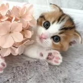 スコティッシュフォールド(折れ耳)【岡山県・女の子・2024年7月19日・ブラウンパッチドタビー&ホワイト】の写真2「パパ似で成長が楽しみです(≧∇≦*)」