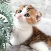 スコティッシュフォールド(折れ耳)【岡山県・女の子・2024年7月19日・ブラウンパッチドタビー&ホワイト】の写真3