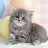 スコティッシュストレート【岡山県・女の子・2024年12月25日・ブルーパッチドタビー】の写真9「整ったお顔の美人さん✨」