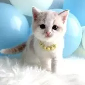 スコティッシュストレート【岡山県・男の子・2025年8月20日・クリームタビー&ホワイト】の写真5