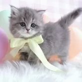 スコティッシュストレート【岡山県・女の子・2024年12月25日・ブルーパッチドタビー】の写真8