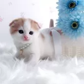 スコティッシュフォールド(折れ耳)【岡山県・男の子・2025年8月20日・レッドタビー&ホワイト】の写真14