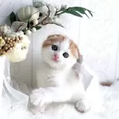 スコティッシュフォールド(折れ耳)【岡山県・男の子・2025年8月20日・レッドタビー&ホワイト】の写真2