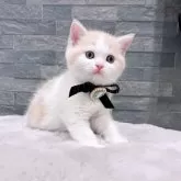 スコティッシュストレート【岡山県・男の子・2025年8月20日・クリームタビー&ホワイト】の写真2