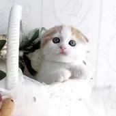 スコティッシュフォールド(折れ耳)【岡山県・男の子・2025年8月20日・レッドタビー&ホワイト】の写真4