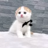 スコティッシュフォールド(折れ耳)【岡山県・男の子・2025年8月20日・レッドタビー&ホワイト】の写真8