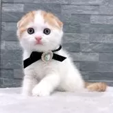 スコティッシュフォールド(折れ耳)【岡山県・男の子・2025年8月20日・レッドタビー&ホワイト】の写真6