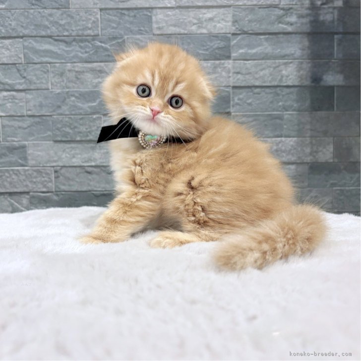 ブリーダー画像