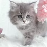 スコティッシュストレート【岡山県・女の子・2024年12月25日・ブルーパッチドタビー】の写真1「ふわふわモコモコ毛並み(๑•ω•́ฅ✧︎」