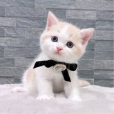 スコティッシュストレート