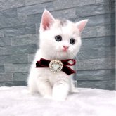 スコティッシュストレート