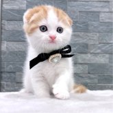 スコティッシュフォールド(折れ耳)