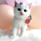 スコティッシュストレート