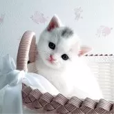 スコティッシュストレート