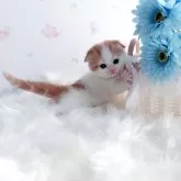 スコティッシュフォールド(折れ耳)【岡山県・男の子・2025年8月20日・レッドタビー&ホワイト】の写真13