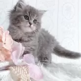 スコティッシュストレート【岡山県・女の子・2024年12月25日・ブルーパッチドタビー】の写真2「元気いっぱい遊びます🎵」