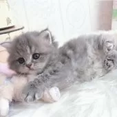 スコティッシュストレート【岡山県・女の子・2024年12月25日・ブルーパッチドタビー】の写真13