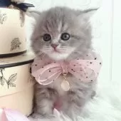 スコティッシュストレート【岡山県・女の子・2024年12月25日・ブルーパッチドタビー】の写真14