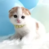 スコティッシュフォールド(折れ耳)【岡山県・男の子・2025年8月20日・レッドタビー&ホワイト】の写真10