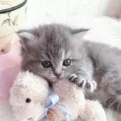 スコティッシュストレート【岡山県・女の子・2024年12月25日・ブルーパッチドタビー】の写真15