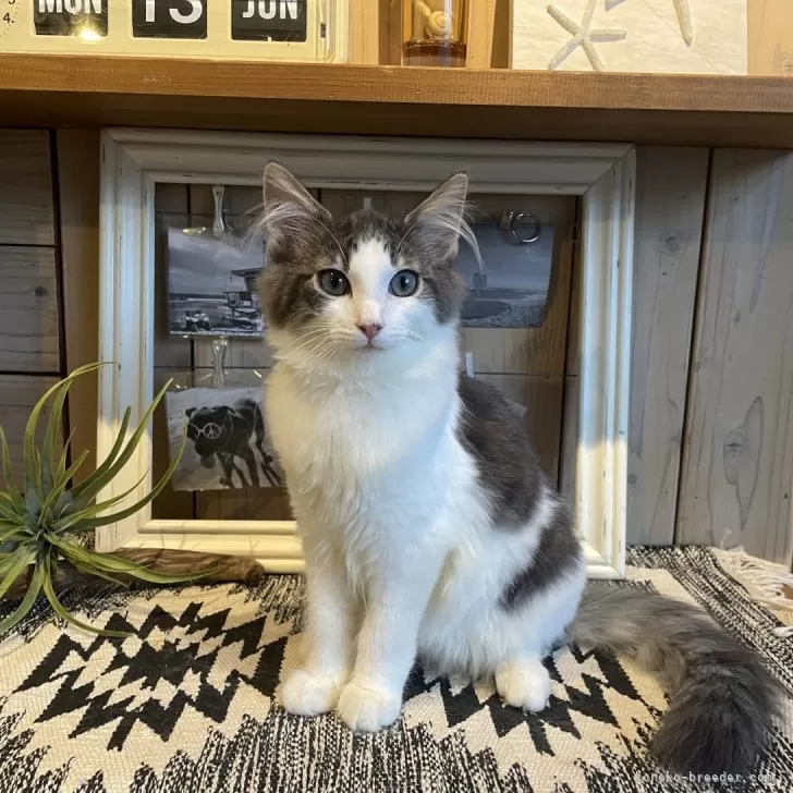 ID：2405-03154の子猫