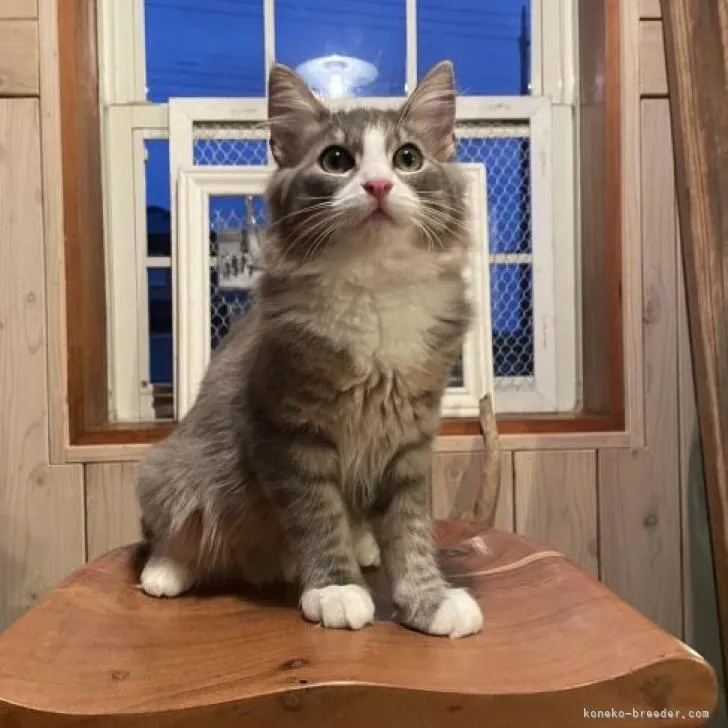 ID：2209-02372の子猫