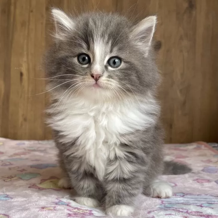 ID:2401-00238の子猫