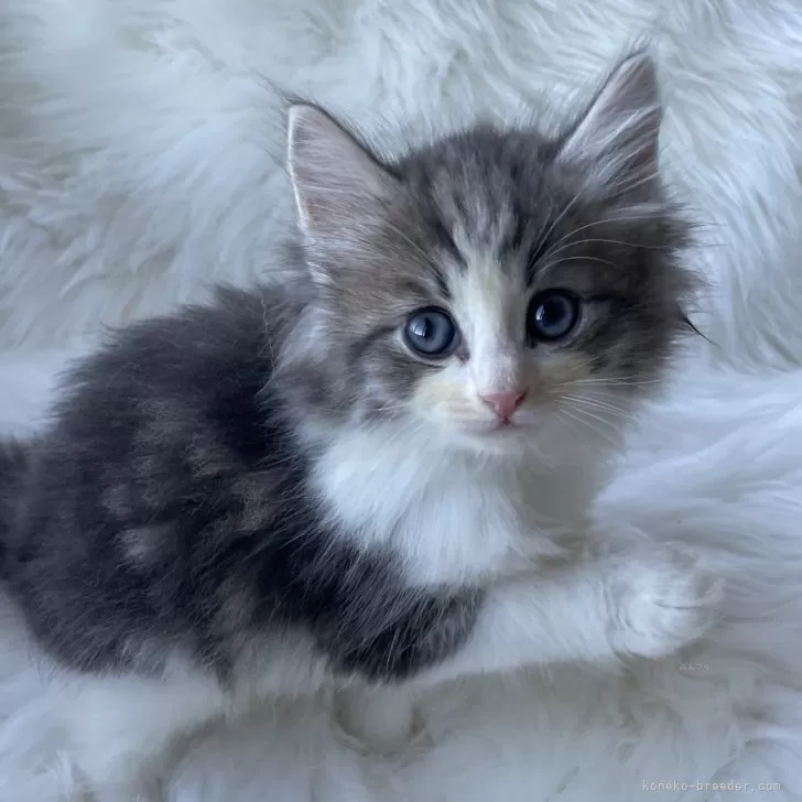 ID：2408-01015の子猫