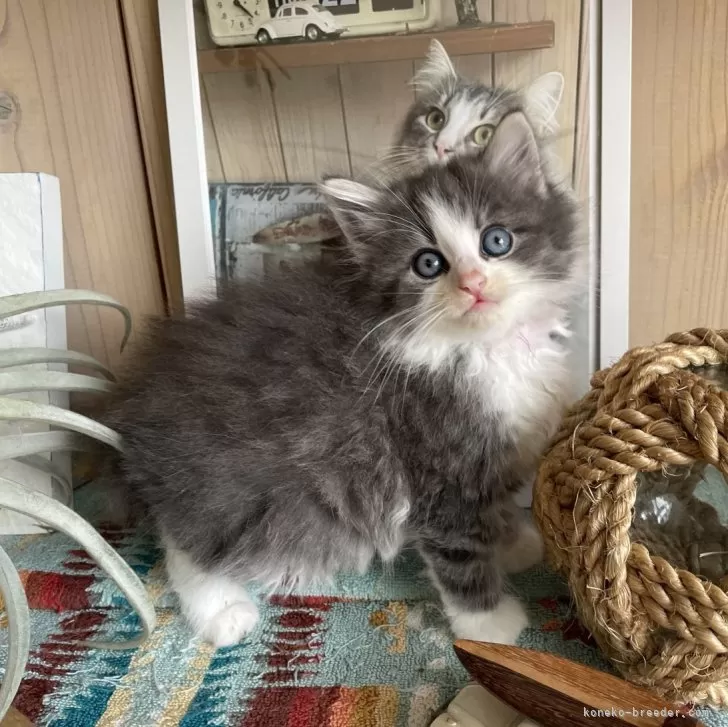 ID：2404-01518の子猫