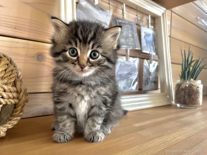 せい 様のお迎えした子猫