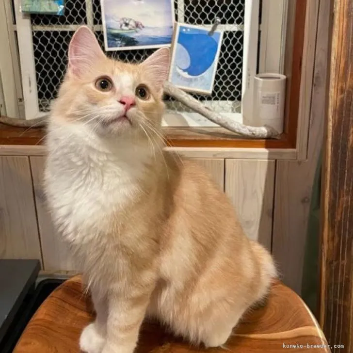 ID:2206-01210の子猫