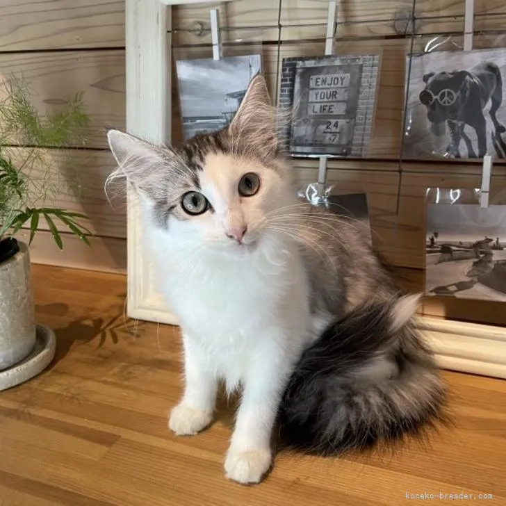 リリー 様のお迎えした子猫