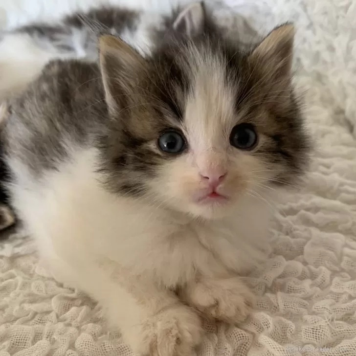 ID：2406-03128の子猫