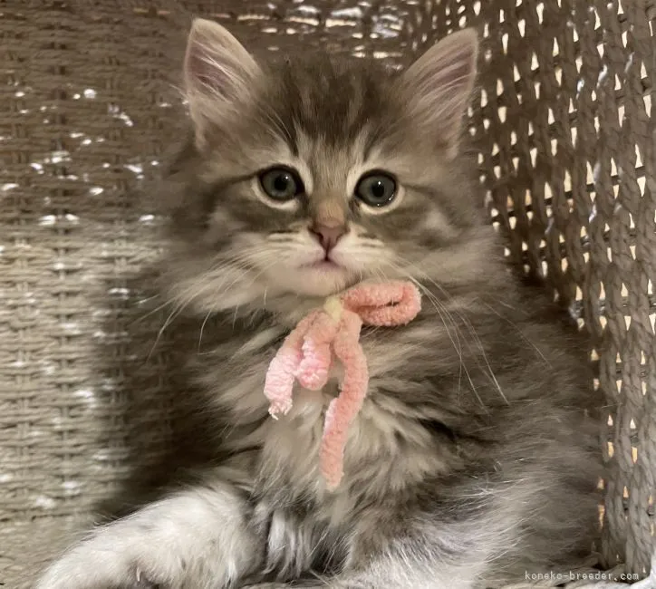 ID:2111-01214の子猫