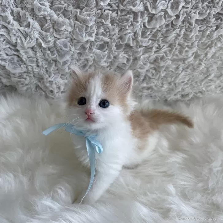ID：2402-01600の子猫