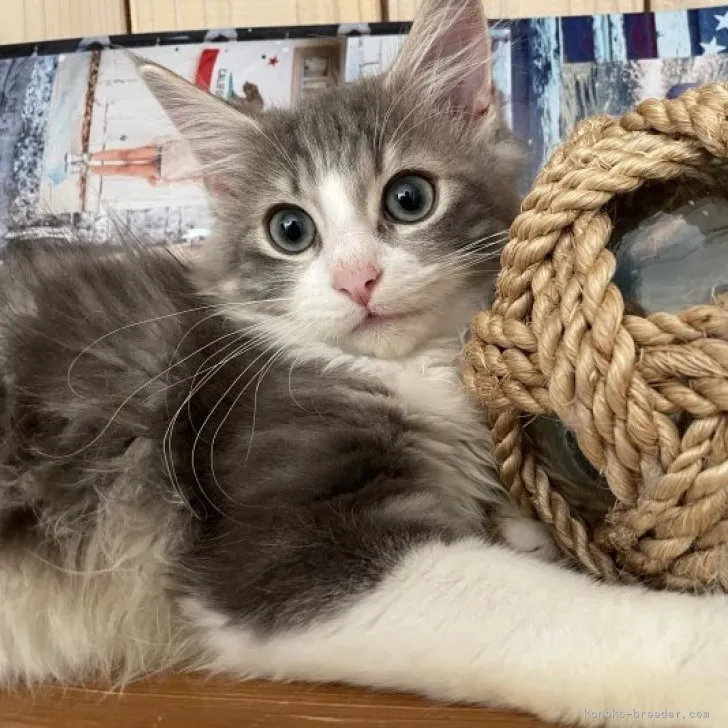 ID：2307-00766の子猫