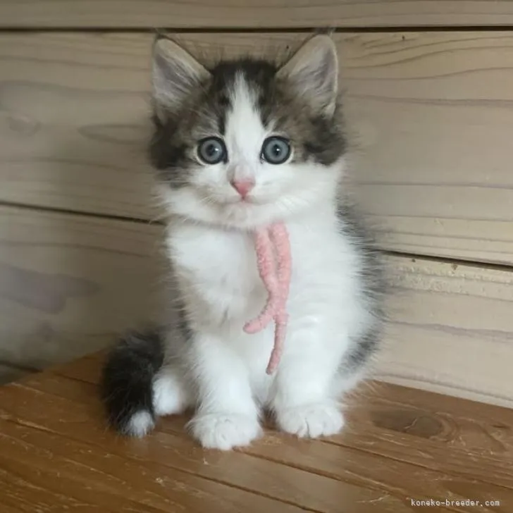 ふらみーこ 様のお迎えした子猫