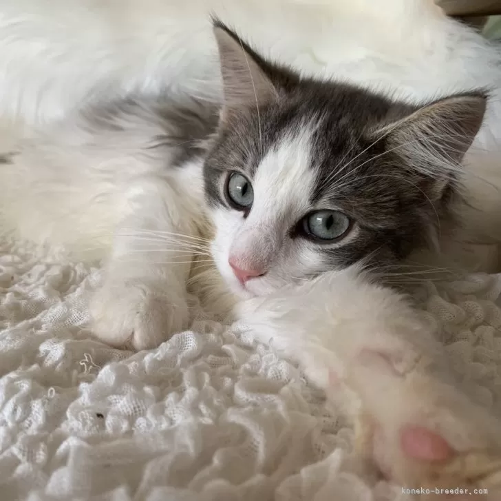 ID：2402-01601の子猫