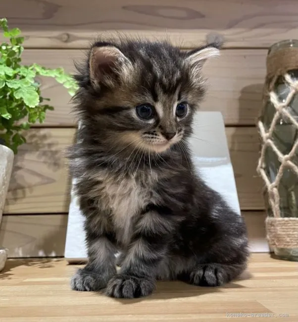 ID：2206-01227の子猫