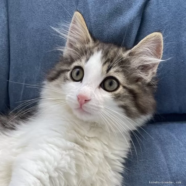 ID：2404-01493の子猫