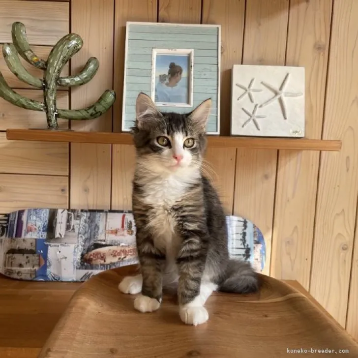 ID：2308-02021の子猫