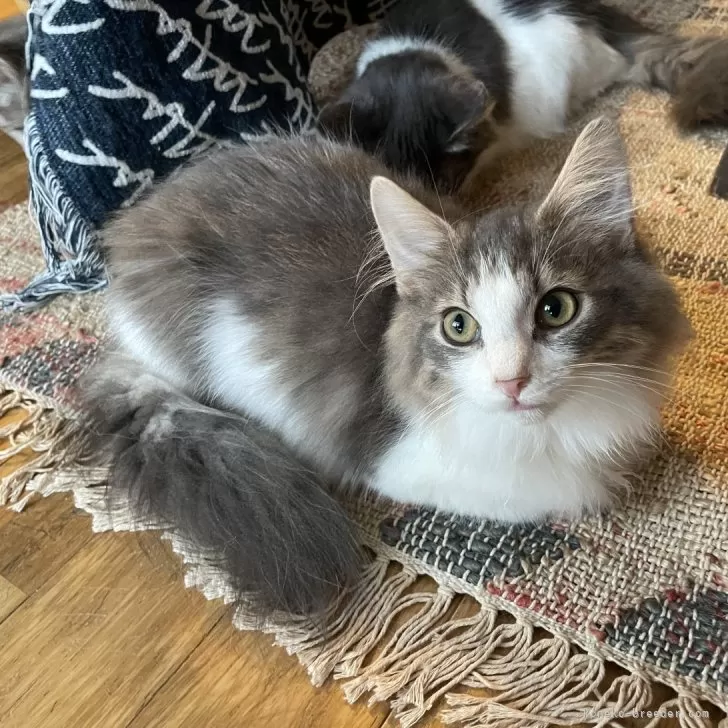 ID：2406-03143の子猫