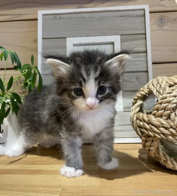 ID：2205-03206の子猫