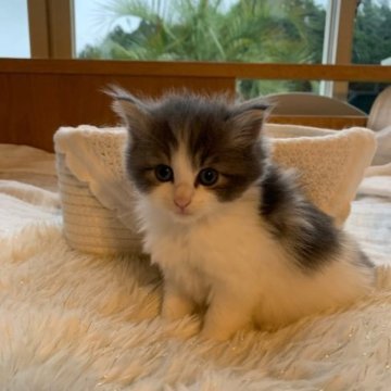 ノルウェージャンフォレストキャット【千葉県・女の子・2023年5月11日・ブルータビー&ホワイト】の写真「ハチワレの可愛い女の子😋」