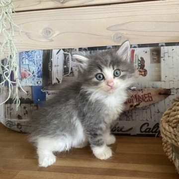 ノルウェージャンフォレストキャット【千葉県・男の子・2023年7月7日・ブルーマッカレルタビー&ホワイト（長毛種）】の写真「写真では伝わらない可愛いお顔、性格の良い子です😍」