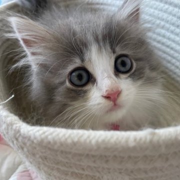 ノルウェージャンフォレストキャット【千葉県・女の子・2023年5月14日・ブルーマッカレルタビー&ホワイト】の写真「お目目がクリクリでとっても可愛い女の子💕」