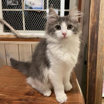 ノルウェージャンフォレストキャット【千葉県・女の子・2022年9月18日・ブルーマッカレルタビー&ホワイト（長毛種）】の写真「とっても可愛い女の子が生まれました💕」