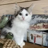 ノルウェージャンフォレストキャット【千葉県・男の子・2023年5月11日・ブラウンタビー&ホワイト】の写真1