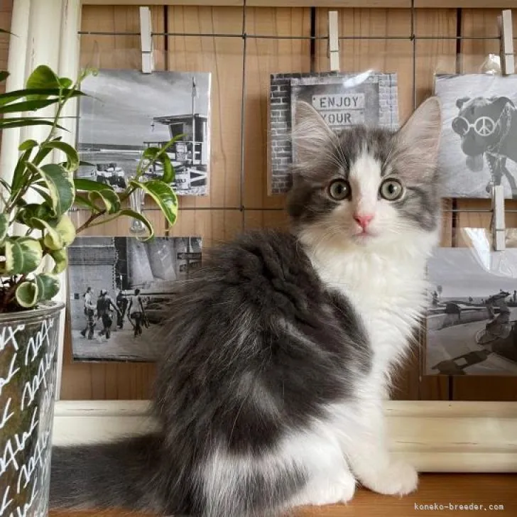 ID:2208-01729の子猫